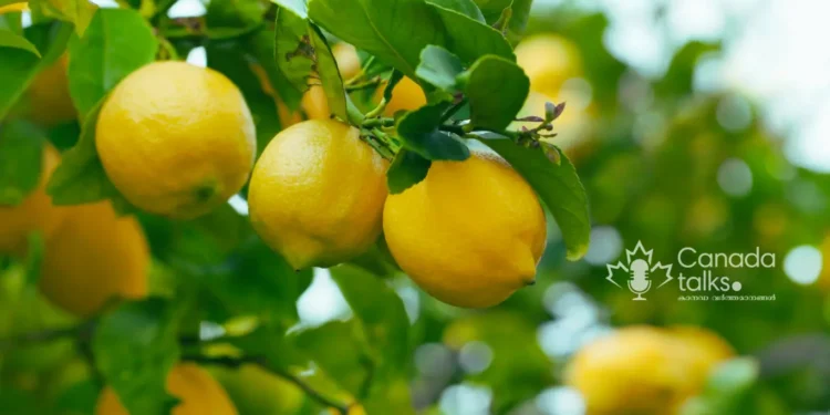 കാനഡയിലെ അത്ഭുത കൃഷി! ബ്രിട്ടീഷ് കൊളംബിയയിൽ നാരങ്ങ കൃഷി വിജയകരമായി മുന്നേറുന്നു!