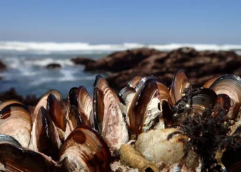 വാൻകൂവർ ദ്വീപിൽ അനധികൃത ഷെൽഫിഷ് വേട്ട