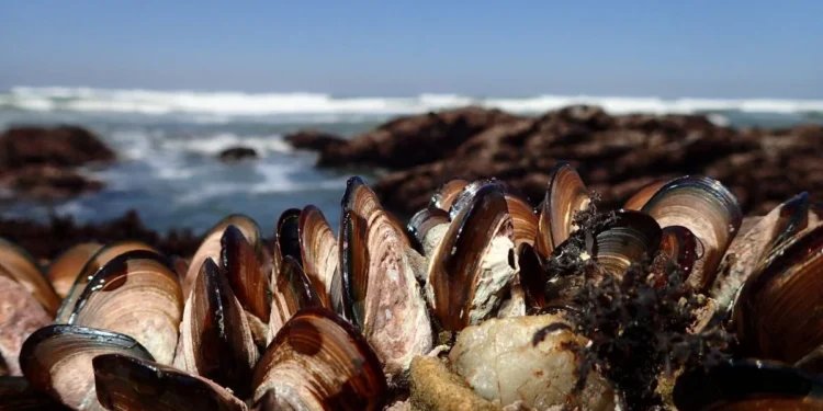 വാൻകൂവർ ദ്വീപിൽ അനധികൃത ഷെൽഫിഷ് വേട്ട