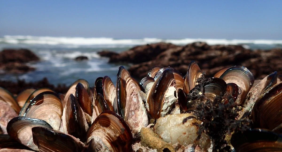 വാൻകൂവർ ദ്വീപിൽ അനധികൃത ഷെൽഫിഷ് വേട്ട