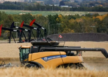 ചൈനയുടെ പുതിയ താരിഫ്: കനേഡിയൻ കനോല കർഷകർ പ്രതിസന്ധിയിൽ