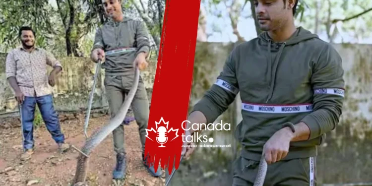 കോബ്രയെ പേടിയില്ലാതെ പിടികൂടി; ടൊവിനോ യഥാർത്ഥ ഹീറോയായി