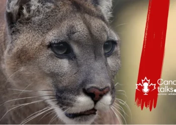 വാട്ടർട്ടൺ വില്ലേജിൽ കൂഗർ കാണപ്പെട്ടു;  സന്ദർശകർക്ക് ജാഗ്രതാ നിർദ്ദേശം