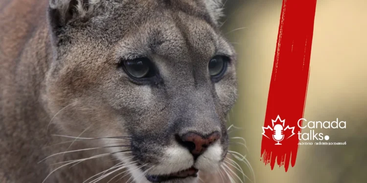 വാട്ടർട്ടൺ വില്ലേജിൽ കൂഗർ കാണപ്പെട്ടു;  സന്ദർശകർക്ക് ജാഗ്രതാ നിർദ്ദേശം