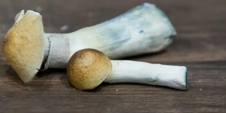 കാനഡയിൽ സൈക്കഡെലിക്കുകളുടെ ഉപയോഗം വർധിക്കുന്നു