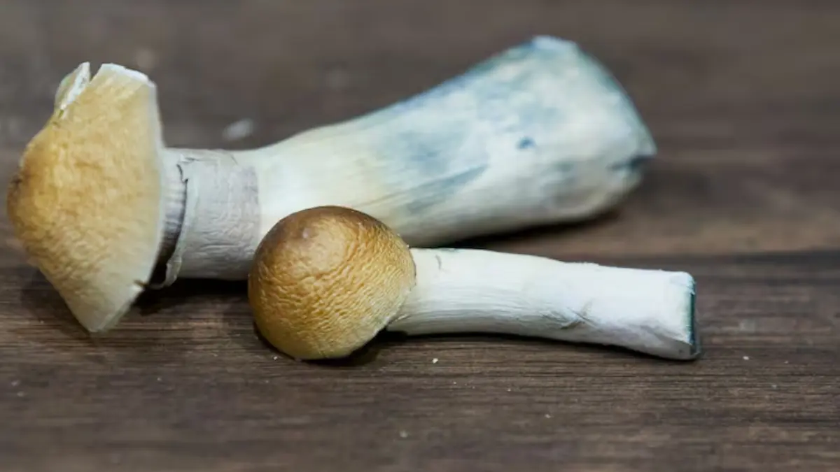 കാനഡയിൽ സൈക്കഡെലിക്കുകളുടെ ഉപയോഗം വർധിക്കുന്നു