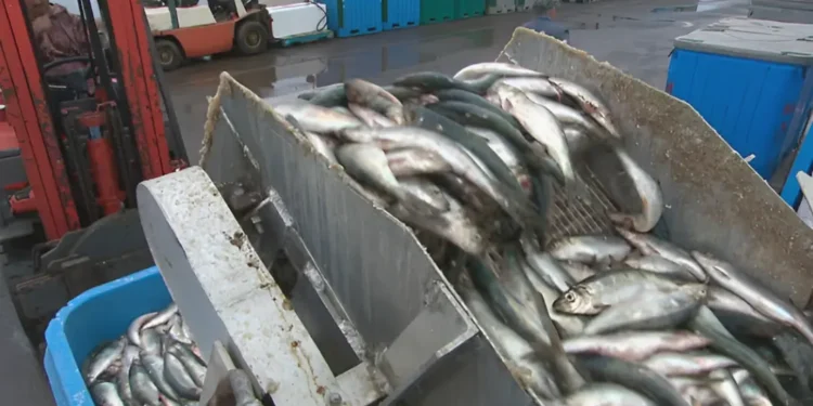 സെന്റ് ലോറൻസ് ഉൾക്കടലിലെ ഹെറിംഗ് മത്സ്യബന്ധന നിരോധനം 2026 വരെ ദീർഘിപ്പിച്ചു