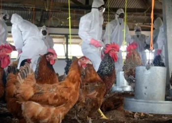 പക്ഷിപ്പനി ഭീഷണി ; ഐക്യരാഷ്ട്ര സംഘടനയുടെ മുന്നറിയിപ്പ്