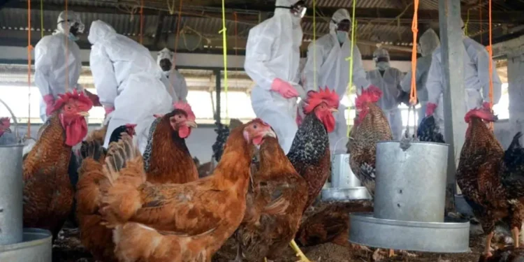 പക്ഷിപ്പനി ഭീഷണി ; ഐക്യരാഷ്ട്ര സംഘടനയുടെ മുന്നറിയിപ്പ്