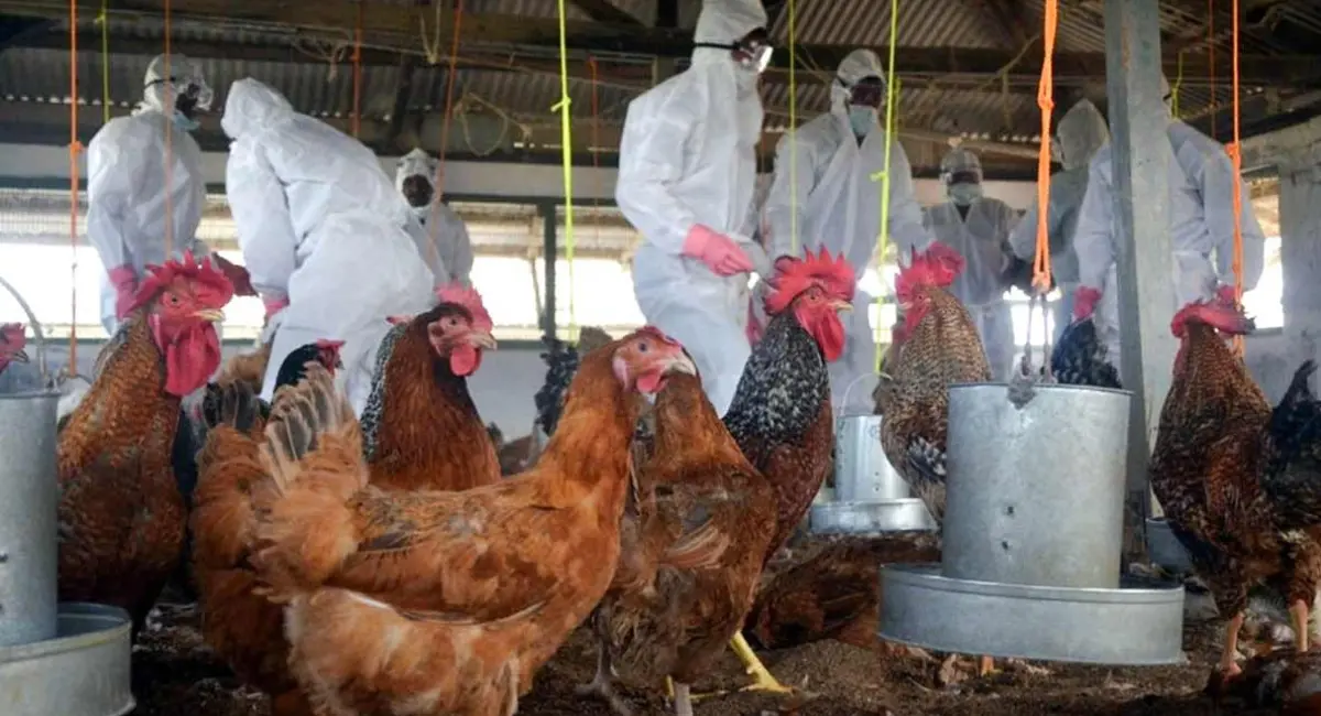 പക്ഷിപ്പനി ഭീഷണി ; ഐക്യരാഷ്ട്ര സംഘടനയുടെ മുന്നറിയിപ്പ്