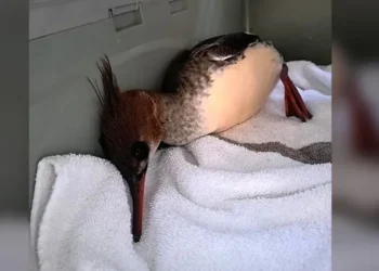 ന്യൂ ബ്രൺസ്വിക്കിൽ പക്ഷിപ്പനി മുന്നറിയിപ്പ്