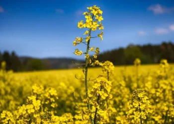 ചൈന ‘Rapeseed Meal’ ക്ഷാമത്തിലേക്ക്