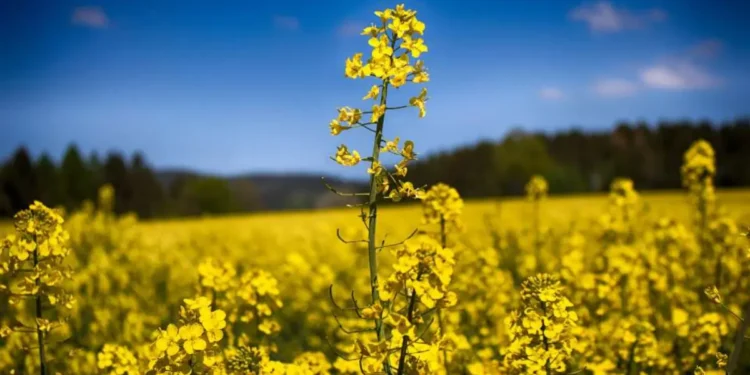 ചൈന 'Rapeseed Meal' ക്ഷാമത്തിലേക്ക് 1 ചൈന ‘Rapeseed Meal’ ക്ഷാമത്തിലേക്ക്