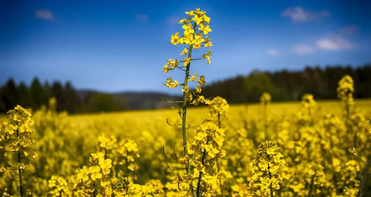 ചൈന ‘Rapeseed Meal’ ക്ഷാമത്തിലേക്ക്