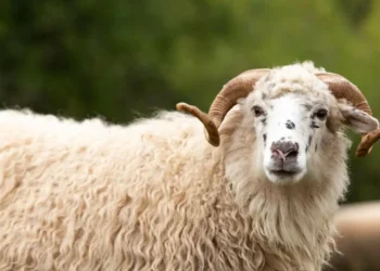 ആടിന് പക്ഷിപ്പനി ! സംഭവം ഇംഗ്ലണ്ടിൽ