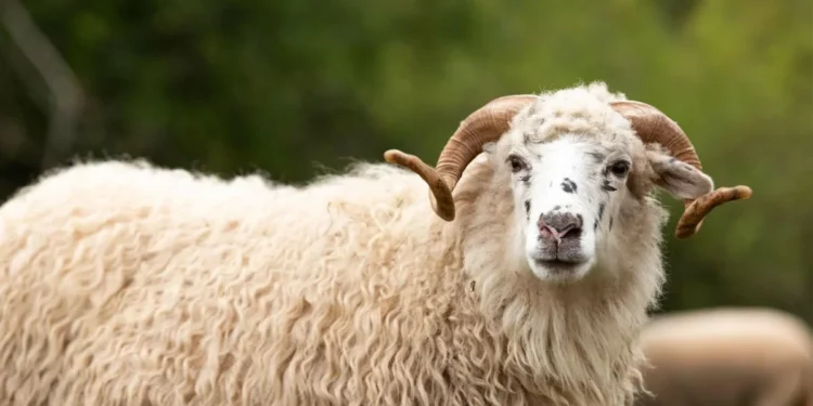 ആടിന് പക്ഷിപ്പനി ! സംഭവം ഇംഗ്ലണ്ടിൽ 1 ആടിന് പക്ഷിപ്പനി ! സംഭവം ഇംഗ്ലണ്ടിൽ