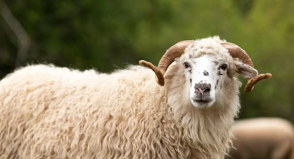 ആടിന് പക്ഷിപ്പനി ! സംഭവം ഇംഗ്ലണ്ടിൽ