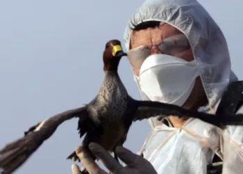 നോർത്ത് അമേരിക്കയിൽ പക്ഷിപ്പനി ഭീഷണി: H5N1 വൈറസിനെതിരെ കാനഡ ജാഗ്രത പുലർത്തുന്നു