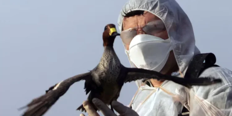 നോർത്ത് അമേരിക്കയിൽ പക്ഷിപ്പനി ഭീഷണി: H5N1 വൈറസിനെതിരെ കാനഡ ജാഗ്രത പുലർത്തുന്നു