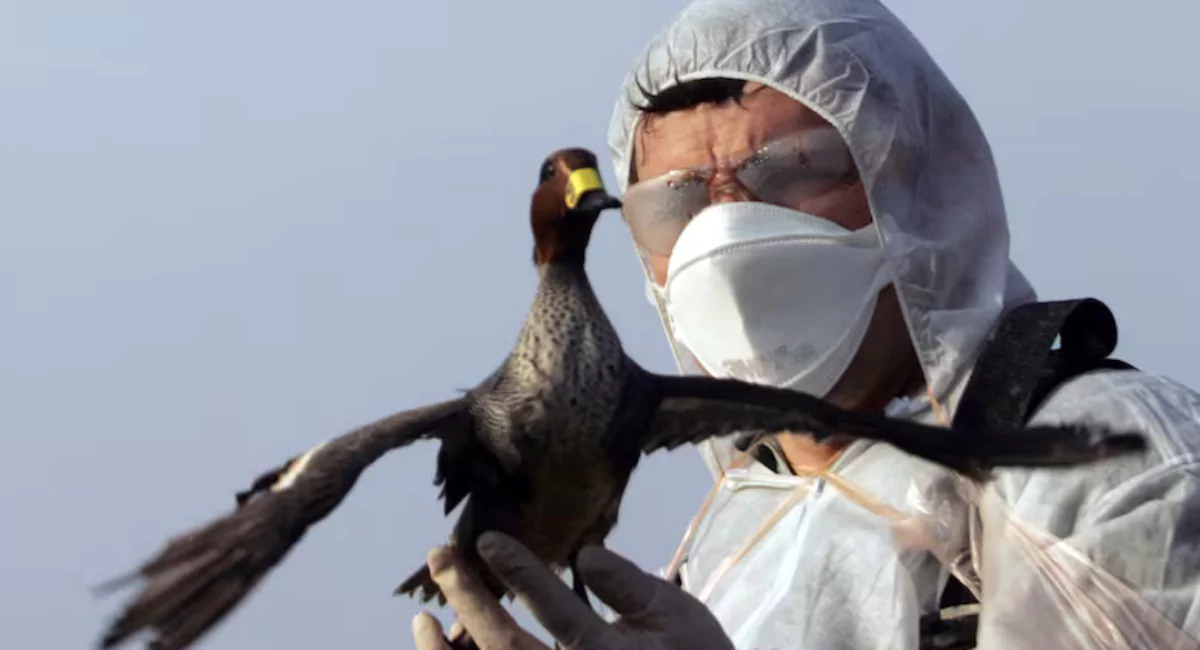 നോർത്ത് അമേരിക്കയിൽ പക്ഷിപ്പനി ഭീഷണി: H5N1 വൈറസിനെതിരെ കാനഡ ജാഗ്രത പുലർത്തുന്നു