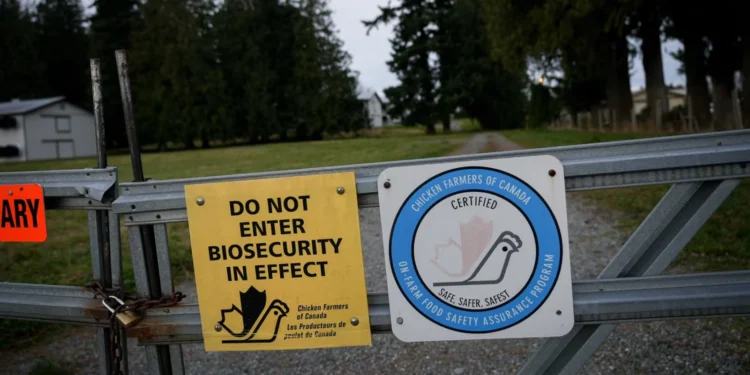 ബ്രിട്ടീഷ് കൊളംബിയയിലെ പക്ഷിപ്പനി; 8.7 ദശലക്ഷം പക്ഷികൾ നഷ്ടപ്പെട്ടു !