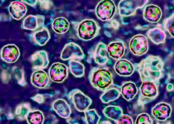 കോബ്ഡൻ, പെറ്റവാവയിൽ മീസിൽസ് ജാഗ്രതാ മുന്നറിയിപ്പ്