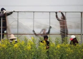 ഇന്ത്യൻ ‘Rapeseed Meal’ തേടി ചൈന