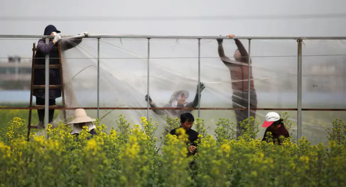 ഇന്ത്യൻ ‘Rapeseed Meal’ തേടി ചൈന