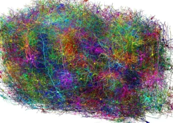 മസ്തിഷ്കത്തിന്റെ രഹസ്യങ്ങൾ വെളിപ്പെടുത്തുന്ന അത്ഭുത 3D സ്കാൻ