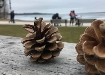 മഞ്ഞുവീഴ്ചയും ശക്തമായ കാറ്റും