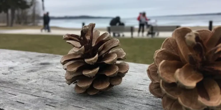 മഞ്ഞുവീഴ്ചയും ശക്തമായ കാറ്റും