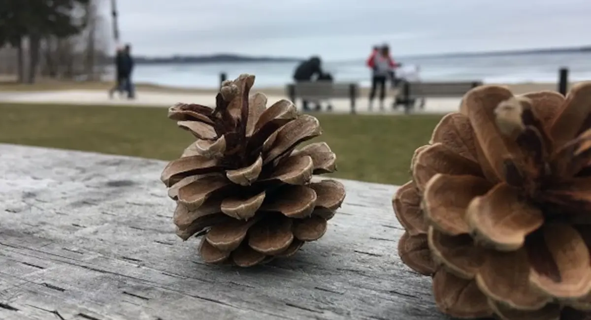 മഞ്ഞുവീഴ്ചയും ശക്തമായ കാറ്റും