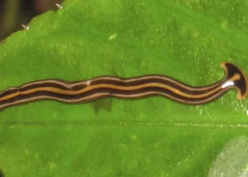 ഒന്റാരിയോയിൽ വിഷമുള്ള ഹാമർഹെഡ് പുഴുക്കളുടെ സാന്നിധ്യം 5 ഒന്റാരിയോയിൽ വിഷമുള്ള ഹാമർഹെഡ് പുഴുക്കളുടെ സാന്നിധ്യം