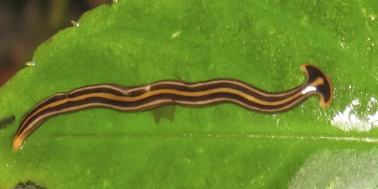 ഒന്റാരിയോയിൽ വിഷമുള്ള ഹാമർഹെഡ് പുഴുക്കളുടെ സാന്നിധ്യം