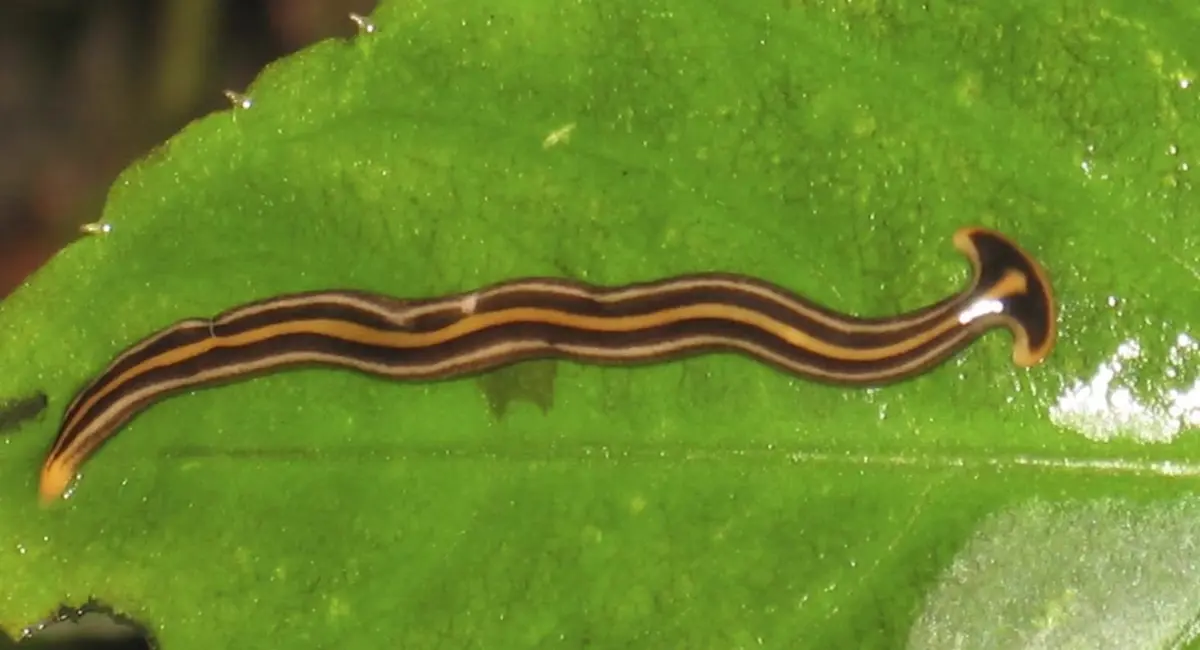 ഒന്റാരിയോയിൽ വിഷമുള്ള ഹാമർഹെഡ് പുഴുക്കളുടെ സാന്നിധ്യം