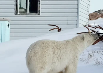 ലാബ്രഡോറിലും ക്വിബെക്കിലും അത്ഭുതമായി polar bear