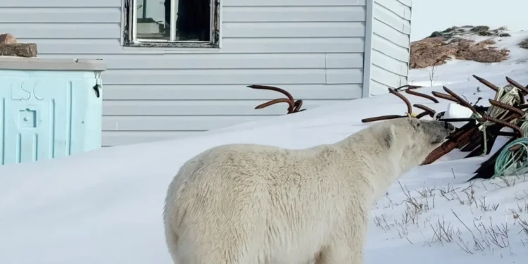 ലാബ്രഡോറിലും ക്വിബെക്കിലും അത്ഭുതമായി polar bear