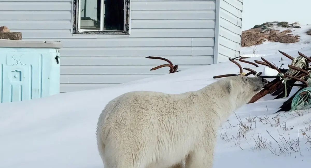 ലാബ്രഡോറിലും ക്വിബെക്കിലും അത്ഭുതമായി polar bear