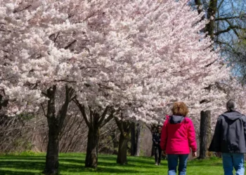 ഹൈ പാർക്കിൽ സുന്ദരമായ ചെറി ബ്ലോസം സീസണിന് തുടക്കമായി