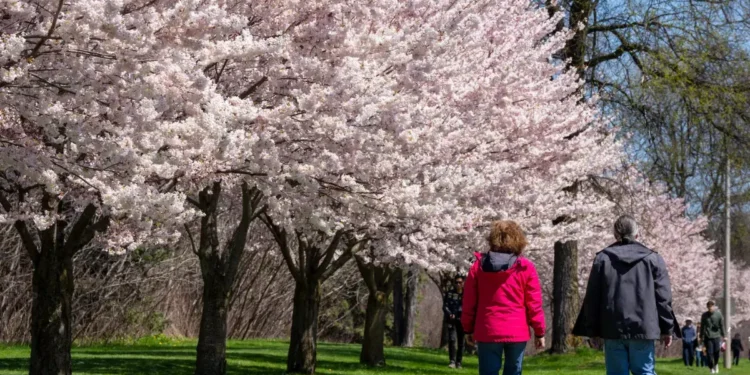 ഹൈ പാർക്കിൽ സുന്ദരമായ ചെറി ബ്ലോസം സീസണിന് തുടക്കമായി