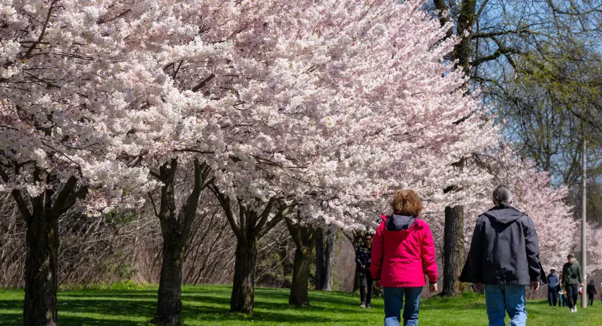 ഹൈ പാർക്കിൽ സുന്ദരമായ ചെറി ബ്ലോസം സീസണിന് തുടക്കമായി