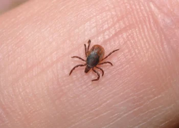 ലെമൺഗ്രാസ് ഓയിൽ ടിക്കിനെ തടയുമെന്ന് നോവ സ്കോഷ്യയ പഠനം