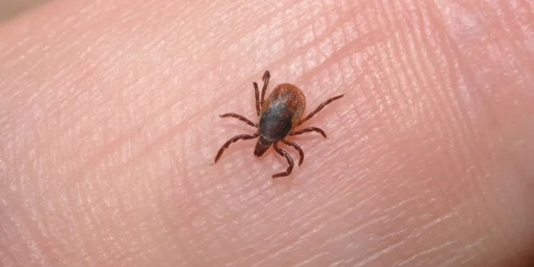 ലെമൺഗ്രാസ് ഓയിൽ ടിക്കിനെ തടയുമെന്ന് നോവ സ്കോഷ്യയ പഠനം