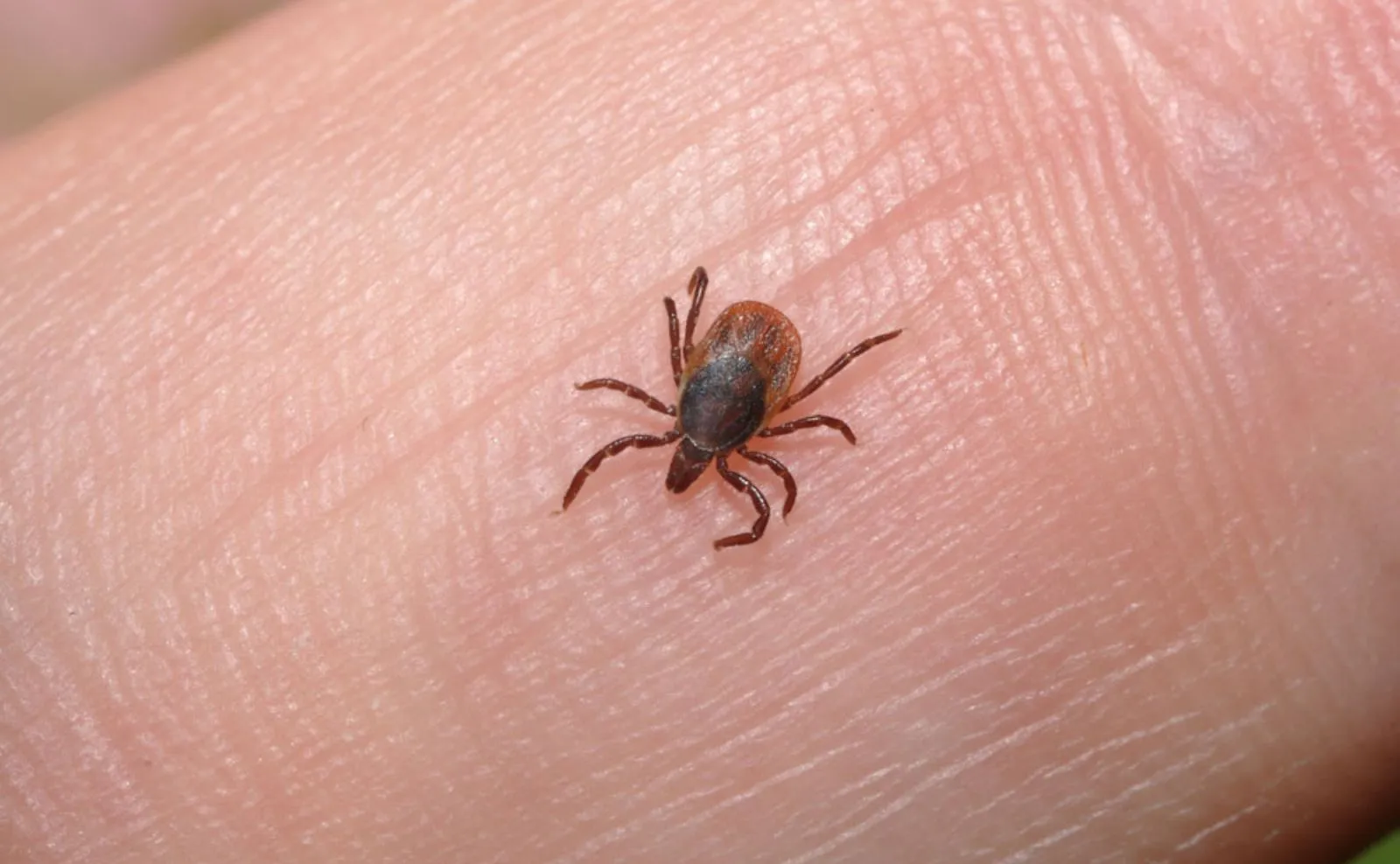 ലെമൺഗ്രാസ് ഓയിൽ ടിക്കിനെ തടയുമെന്ന് നോവ സ്കോഷ്യയ പഠനം