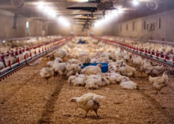 പക്ഷിപ്പനി തിരിച്ചെത്തുമോ? 7 പക്ഷിപ്പനി തിരിച്ചെത്തുമോ?