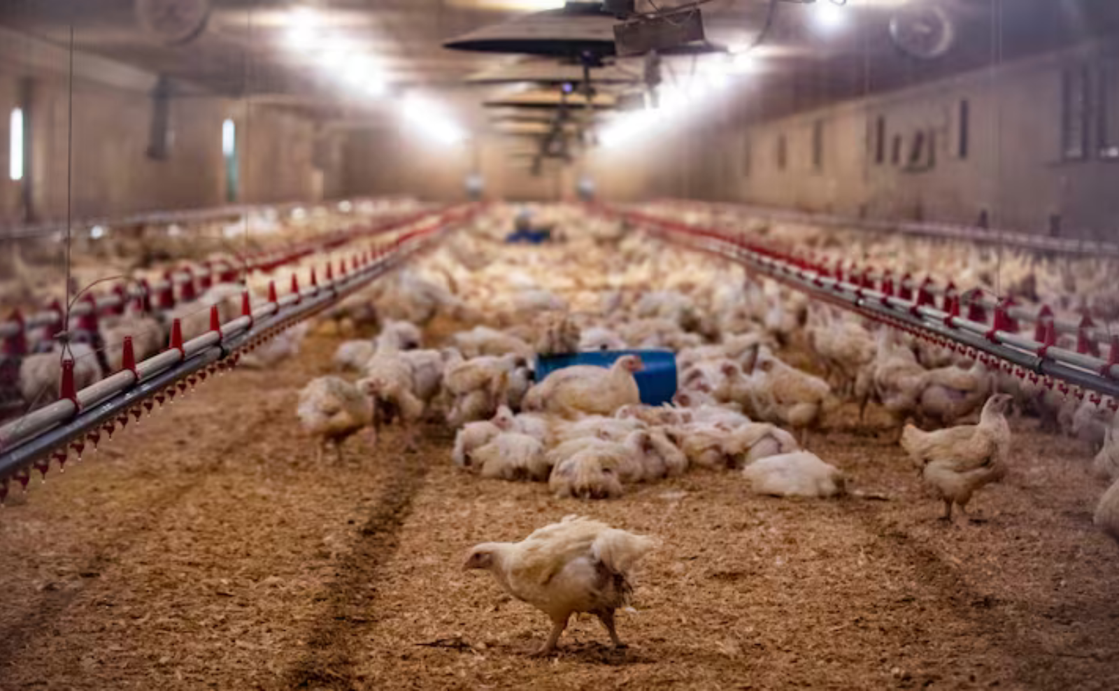 പക്ഷിപ്പനി തിരിച്ചെത്തുമോ?