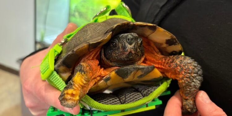 'Root' ഇനി ചക്രങ്ങളിൽ; വംശനാശഭീഷണി നേരിടുന്ന ആമയ്ക്ക് സാങ്കേതിക പരിഹാരം 1 ‘Root’ ഇനി ചക്രങ്ങളിൽ; വംശനാശഭീഷണി നേരിടുന്ന ആമയ്ക്ക് സാങ്കേതിക പരിഹാരം