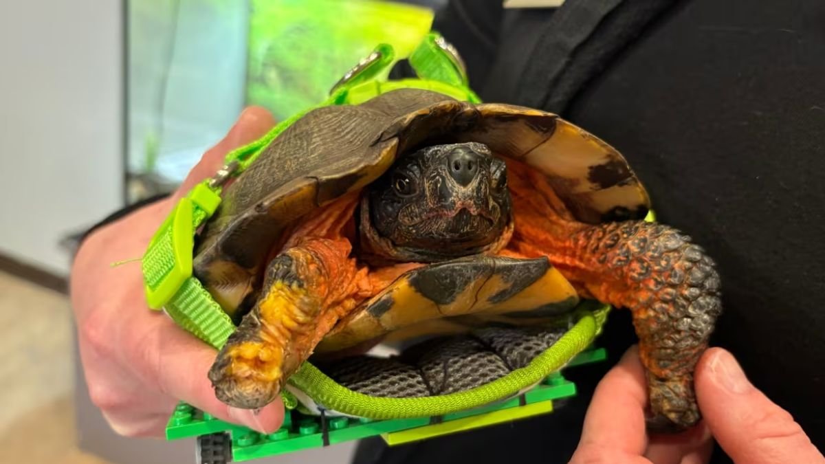 ‘Root’ ഇനി ചക്രങ്ങളിൽ; വംശനാശഭീഷണി നേരിടുന്ന ആമയ്ക്ക് സാങ്കേതിക പരിഹാരം