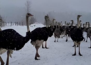 കാനഡയിലെ ഒസ്ട്രിച്ച് ഫാമിൽ പക്ഷിപ്പനി