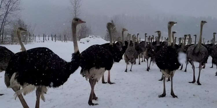 കാനഡയിലെ ഒസ്ട്രിച്ച് ഫാമിൽ പക്ഷിപ്പനി